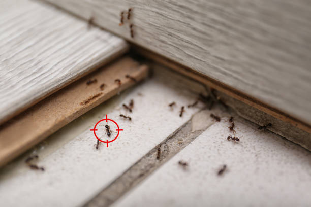 Best Best Pest Control Companies  in Greenwood, LA